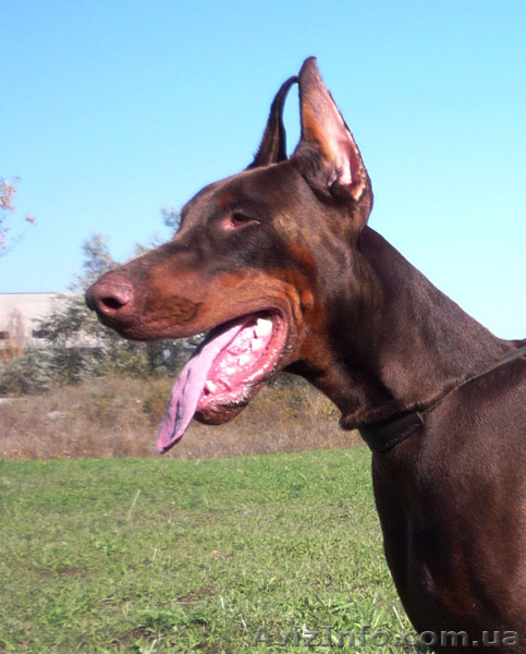 щенок добермана - <ro>Изображение</ro><ru>Изображение</ru> #8, <ru>Объявление</ru> #135895