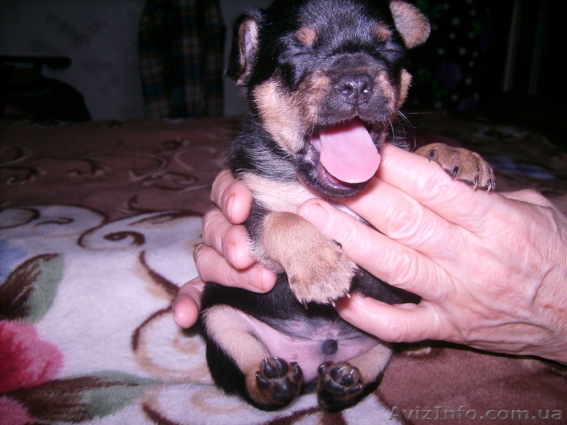 Продается щенок породы той терьера (мальчик) - <ro>Изображение</ro><ru>Изображение</ru> #3, <ru>Объявление</ru> #151756