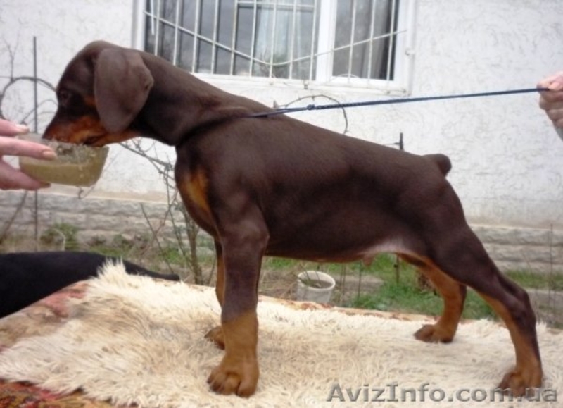 щенок добермана - <ro>Изображение</ro><ru>Изображение</ru> #4, <ru>Объявление</ru> #135895