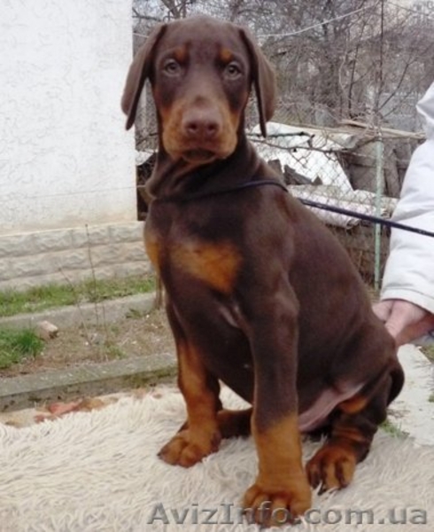 щенок добермана - <ro>Изображение</ro><ru>Изображение</ru> #3, <ru>Объявление</ru> #135895