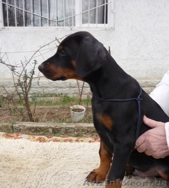 щенок добермана - <ro>Изображение</ro><ru>Изображение</ru> #5, <ru>Объявление</ru> #135895