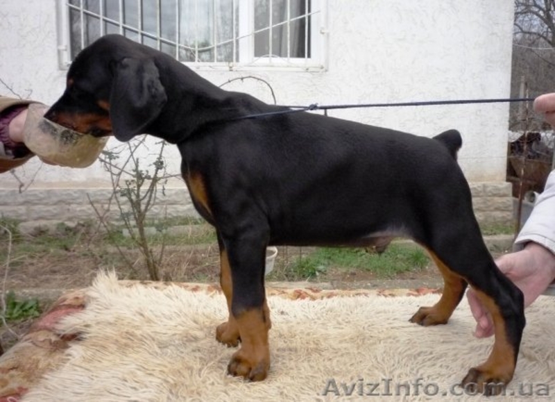 щенок добермана - <ro>Изображение</ro><ru>Изображение</ru> #6, <ru>Объявление</ru> #135895