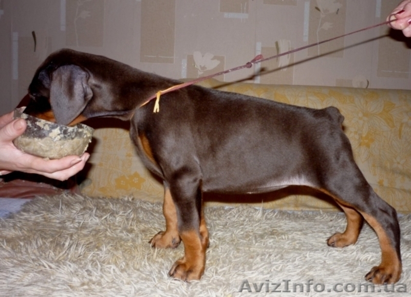 щенок добермана - <ro>Изображение</ro><ru>Изображение</ru> #7, <ru>Объявление</ru> #135895