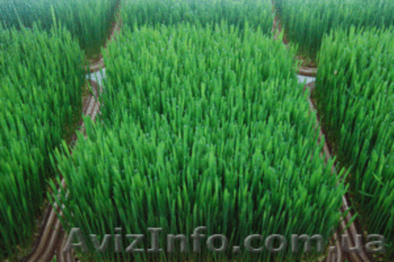 ТМ "Жизнь". Сок ростков пшеницы. - <ro>Изображение</ro><ru>Изображение</ru> #4, <ru>Объявление</ru> #47804