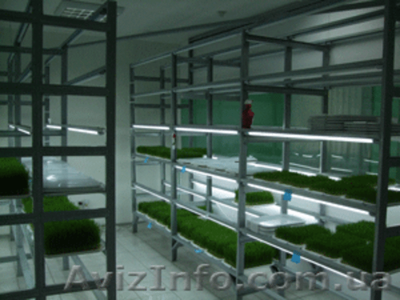 ТМ "Жизнь". Сок ростков пшеницы. - <ro>Изображение</ro><ru>Изображение</ru> #3, <ru>Объявление</ru> #47804