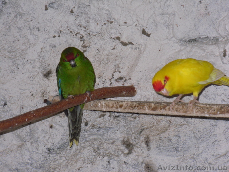 ОЖЕРЕЛОВЫЕ. РОЗЕЛЫ. КАКАРИКИ. КАРЕЛЛЫ. НЕРОЗЛУЧНИКИ. ФИШЕРА.БЕЗЩОКАЯ  БЕЛАЯ КОРЕ - <ro>Изображение</ro><ru>Изображение</ru> #5, <ru>Объявление</ru> #158586