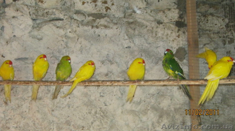 ОЖЕРЕЛОВЫЕ. РОЗЕЛЫ. КАКАРИКИ. КАРЕЛЛЫ. НЕРОЗЛУЧНИКИ. ФИШЕРА.БЕЗЩОКАЯ  БЕЛАЯ КОРЕ - <ro>Изображение</ro><ru>Изображение</ru> #7, <ru>Объявление</ru> #158586