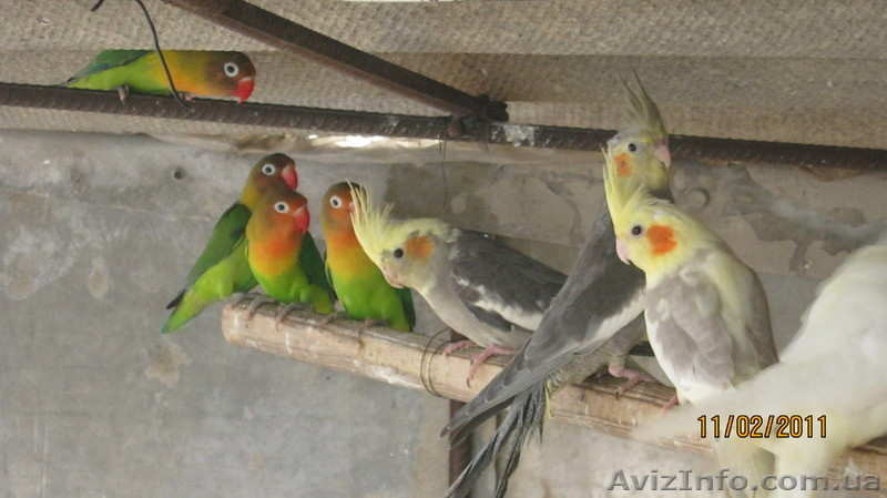 ОЖЕРЕЛОВЫЕ. РОЗЕЛЫ. КАКАРИКИ. КАРЕЛЛЫ. НЕРОЗЛУЧНИКИ. ФИШЕРА.БЕЗЩОКАЯ  БЕЛАЯ КОРЕ - <ro>Изображение</ro><ru>Изображение</ru> #10, <ru>Объявление</ru> #158586