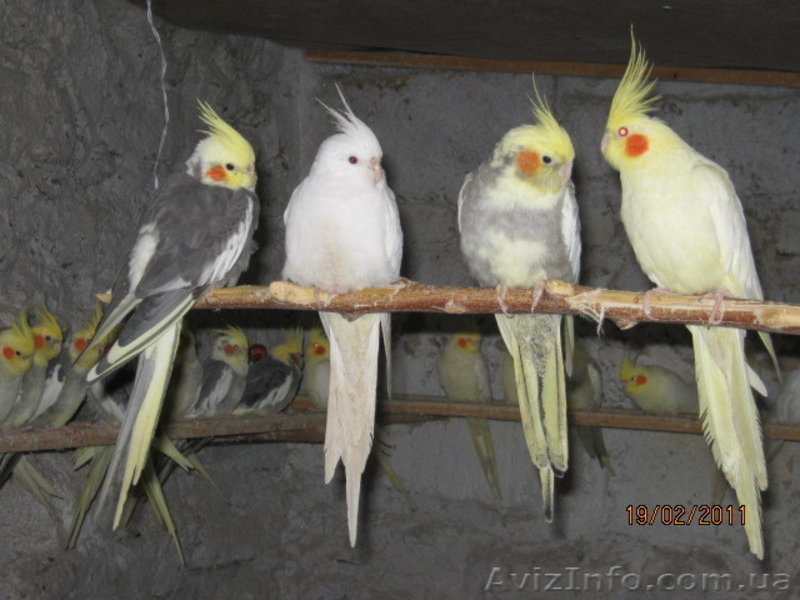 ОЖЕРЕЛОВЫЕ. РОЗЕЛЫ. КАКАРИКИ. КАРЕЛЛЫ. НЕРОЗЛУЧНИКИ. ФИШЕРА.БЕЗЩОКАЯ  БЕЛАЯ КОРЕ - <ro>Изображение</ro><ru>Изображение</ru> #8, <ru>Объявление</ru> #158586