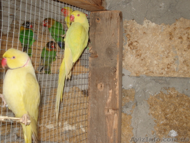 ОЖЕРЕЛОВЫЙ  ПОПУГАЙ САМЕЦ - <ro>Изображение</ro><ru>Изображение</ru> #2, <ru>Объявление</ru> #158544