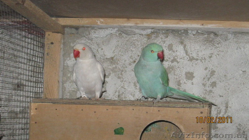 ОЖЕРЕЛОВЫЙ  ПОПУГАЙ САМЕЦ - <ro>Изображение</ro><ru>Изображение</ru> #4, <ru>Объявление</ru> #158544