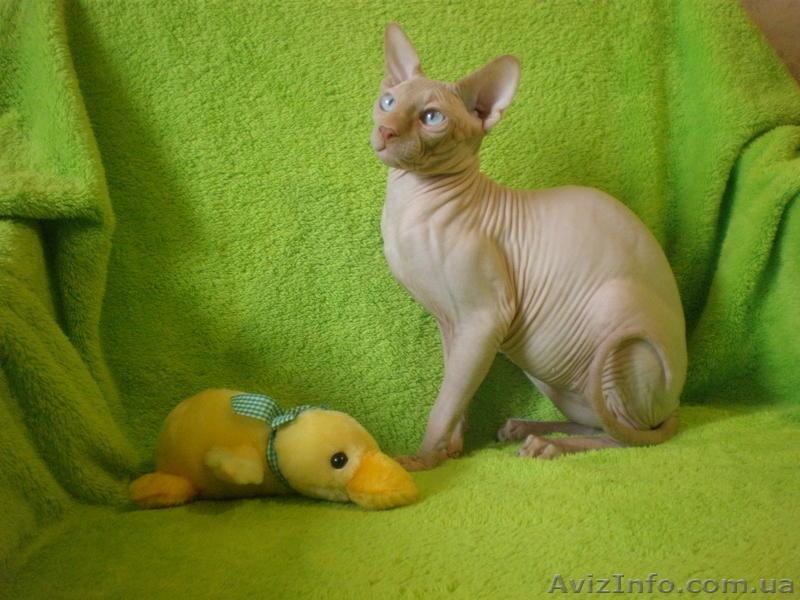 Канадский сфинкс для вязки в Николаеве. - <ro>Изображение</ro><ru>Изображение</ru> #3, <ru>Объявление</ru> #161965