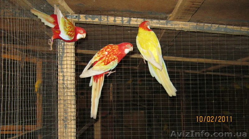 ОЖЕРЕЛОВЫЕ. РОЗЕЛЫ. КАКАРИКИ. КАРЕЛЛЫ. НЕРОЗЛУЧНИКИ. ФИШЕРА.БЕЗЩОКАЯ  БЕЛАЯ КОРЕ - <ro>Изображение</ro><ru>Изображение</ru> #9, <ru>Объявление</ru> #158586