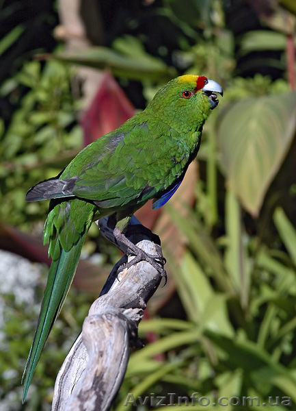 ОЖЕРЕЛОВЫЕ. РОЗЕЛЫ. КАКАРИКИ. КАРЕЛЛЫ. НЕРОЗЛУЧНИКИ. ФИШЕРА.БЕЗЩОКАЯ  БЕЛАЯ КОРЕ - <ro>Изображение</ro><ru>Изображение</ru> #6, <ru>Объявление</ru> #158586