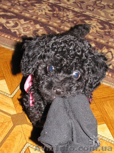 Щенки карликового пуделя. - <ro>Изображение</ro><ru>Изображение</ru> #3, <ru>Объявление</ru> #212944