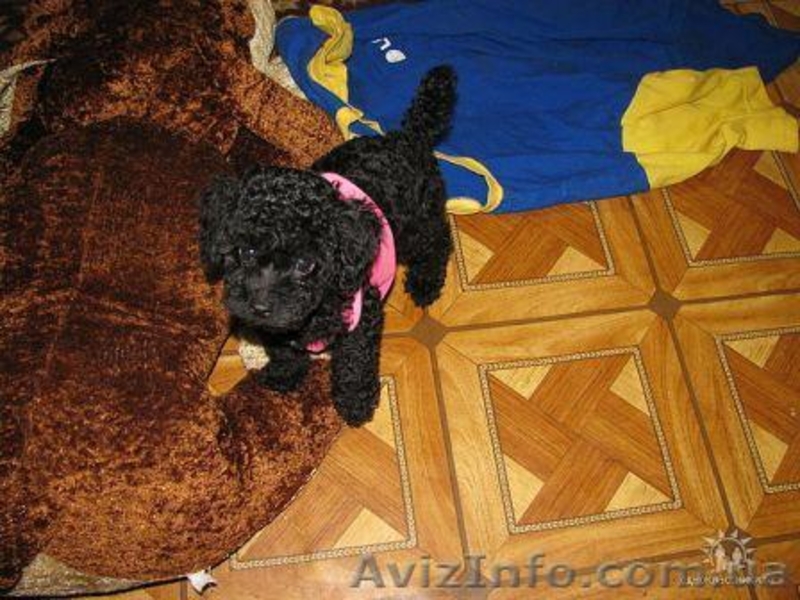 Щенки карликового пуделя. - <ro>Изображение</ro><ru>Изображение</ru> #4, <ru>Объявление</ru> #212944