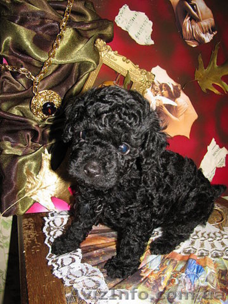 Щенки карликового пуделя. - <ro>Изображение</ro><ru>Изображение</ru> #5, <ru>Объявление</ru> #212944