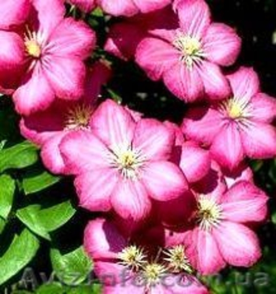 Продаю клематисы - <ro>Изображение</ro><ru>Изображение</ru> #3, <ru>Объявление</ru> #257599