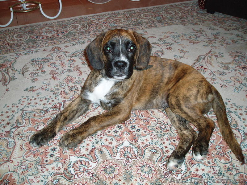 Продаю щенка породы немецкий боксер - <ro>Изображение</ro><ru>Изображение</ru> #3, <ru>Объявление</ru> #307124