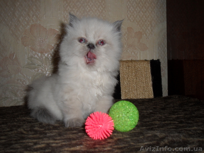 Николаев, ARomanova.2010@mail.ru тел.0973533925 - <ro>Изображение</ro><ru>Изображение</ru> #3, <ru>Объявление</ru> #280912