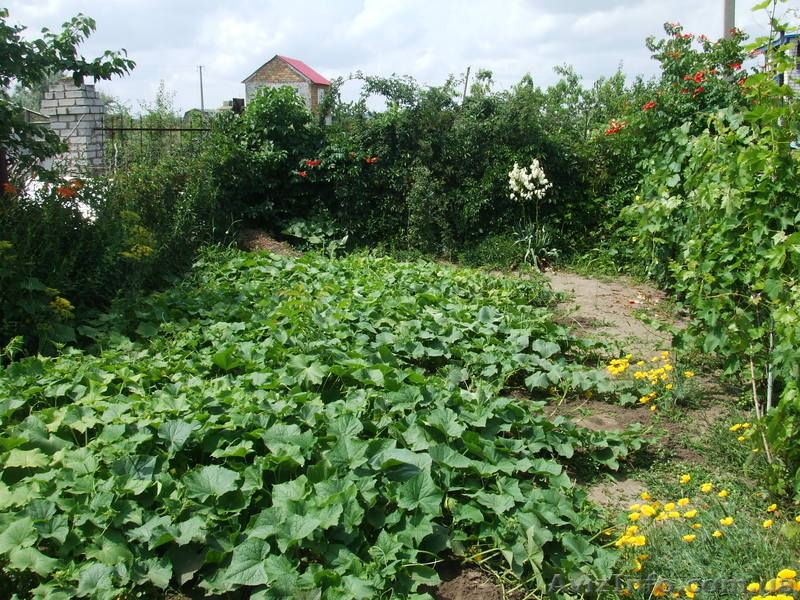 Дачный участок с постройками - <ro>Изображение</ro><ru>Изображение</ru> #5, <ru>Объявление</ru> #311770