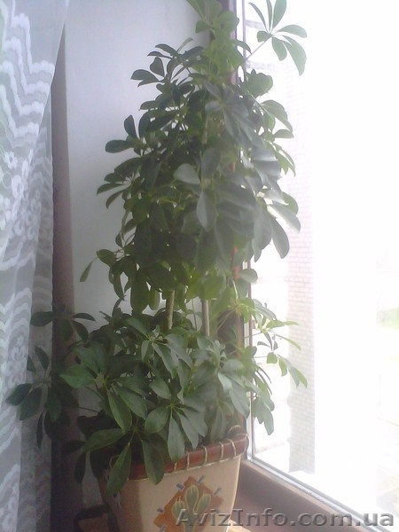 Декоративные растения - <ro>Изображение</ro><ru>Изображение</ru> #3, <ru>Объявление</ru> #311810