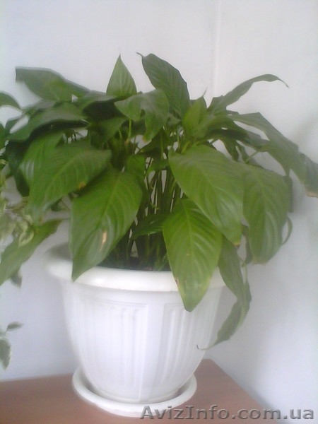 Декоративные растения - <ro>Изображение</ro><ru>Изображение</ru> #5, <ru>Объявление</ru> #311810