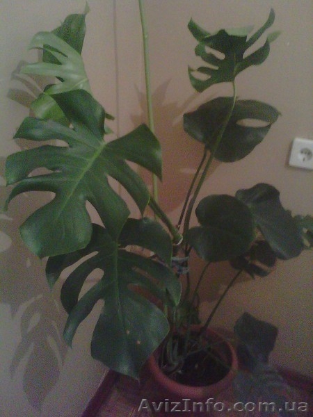 Декоративные растения - <ro>Изображение</ro><ru>Изображение</ru> #6, <ru>Объявление</ru> #311810