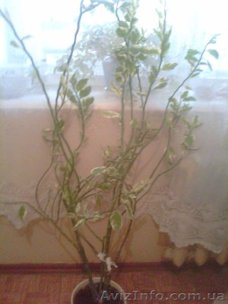 Декоративные растения - <ro>Изображение</ro><ru>Изображение</ru> #4, <ru>Объявление</ru> #311810