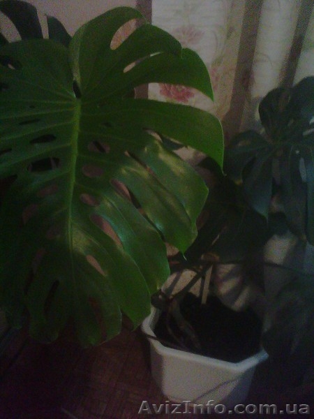 Декоративные растения - <ro>Изображение</ro><ru>Изображение</ru> #7, <ru>Объявление</ru> #311810