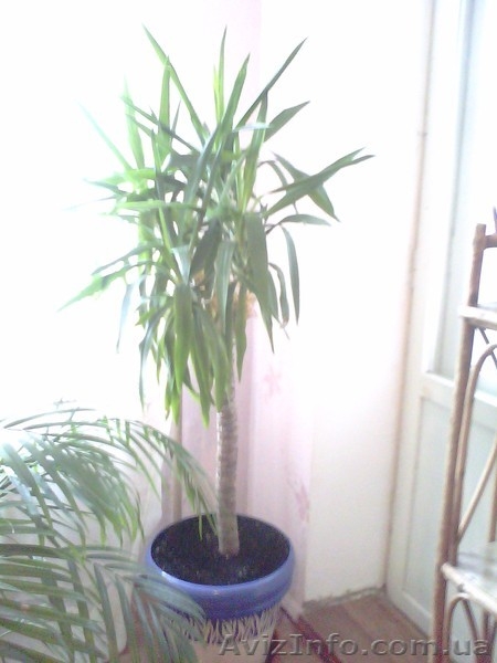 Декоративные растения - <ro>Изображение</ro><ru>Изображение</ru> #8, <ru>Объявление</ru> #311810