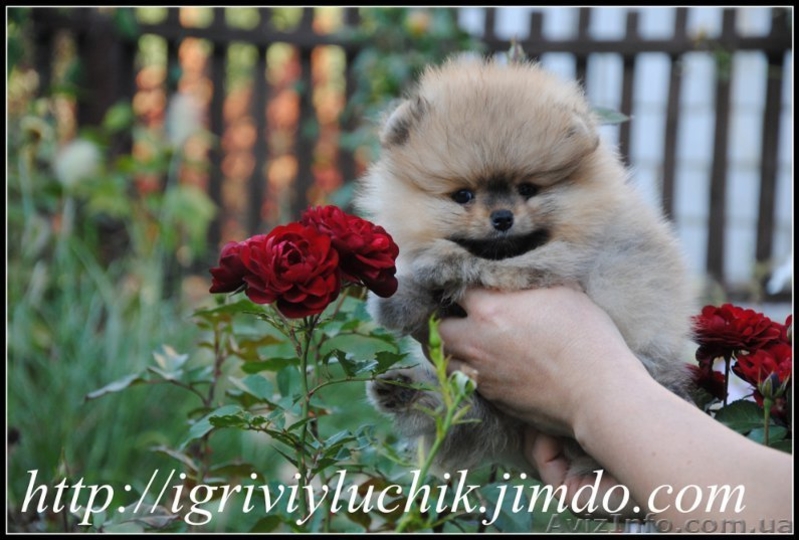 померанский шпиц щенки.Доставка по Украине - <ro>Изображение</ro><ru>Изображение</ru> #3, <ru>Объявление</ru> #415231