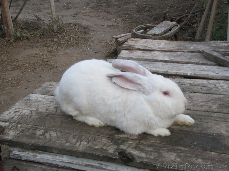 Продам кролей Николаев - <ro>Изображение</ro><ru>Изображение</ru> #3, <ru>Объявление</ru> #420081