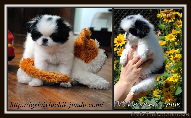 Японский хин - ангел хранитель.Доставка по Украине - <ro>Изображение</ro><ru>Изображение</ru> #3, <ru>Объявление</ru> #415504