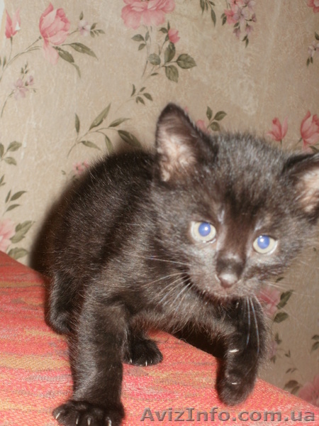 Подарю котят в хорошую семью - <ro>Изображение</ro><ru>Изображение</ru> #3, <ru>Объявление</ru> #403810