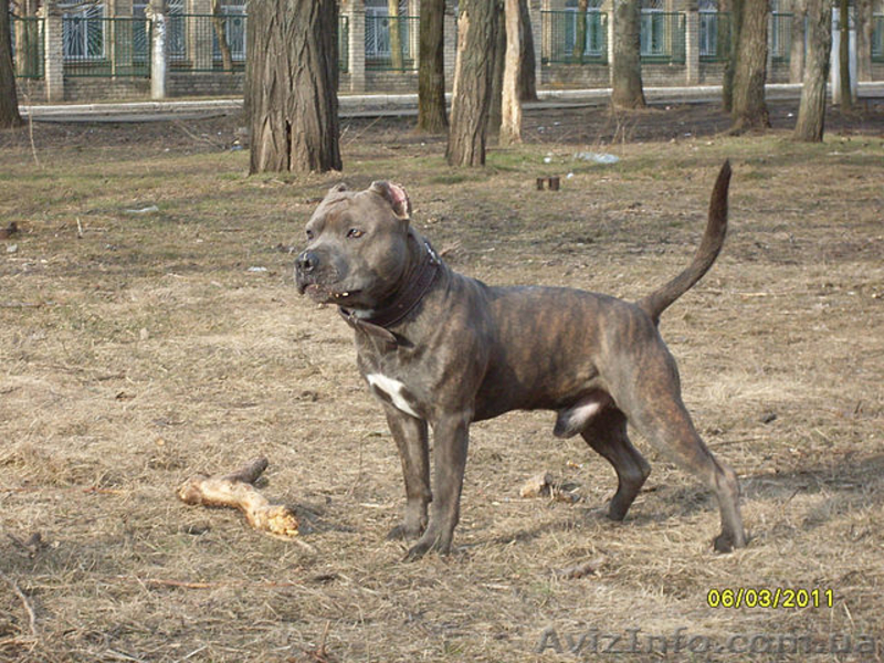 Щеночки Ам.Стаффа - <ro>Изображение</ro><ru>Изображение</ru> #3, <ru>Объявление</ru> #464914