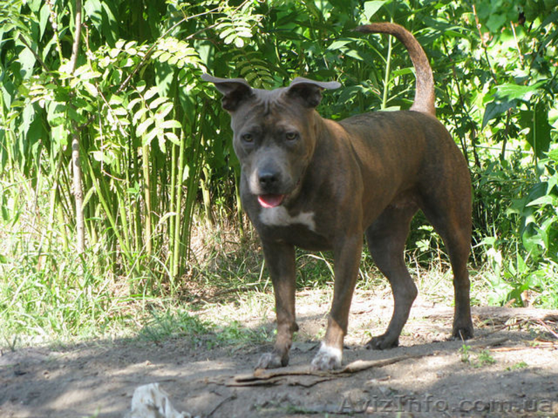 Щеночки Ам.Стаффа - <ro>Изображение</ro><ru>Изображение</ru> #4, <ru>Объявление</ru> #464914