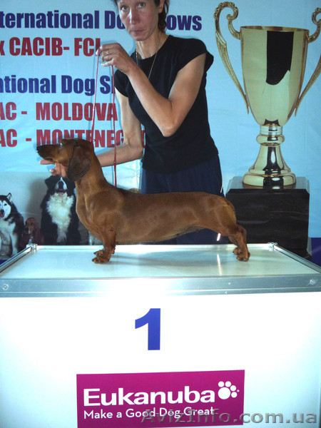 Фортуна Анози(г/ш таксы) - <ro>Изображение</ro><ru>Изображение</ru> #6, <ru>Объявление</ru> #483630