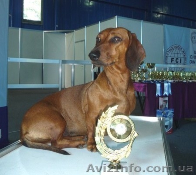 Фортуна Анози(г/ш таксы) - <ro>Изображение</ro><ru>Изображение</ru> #7, <ru>Объявление</ru> #483630