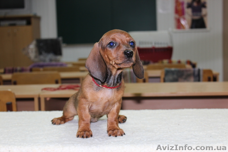 Фортуна Анози(г/ш таксы) - <ro>Изображение</ro><ru>Изображение</ru> #4, <ru>Объявление</ru> #483630