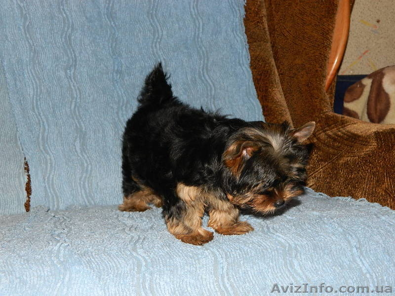 йоркширский терьер." - <ro>Изображение</ro><ru>Изображение</ru> #4, <ru>Объявление</ru> #453376