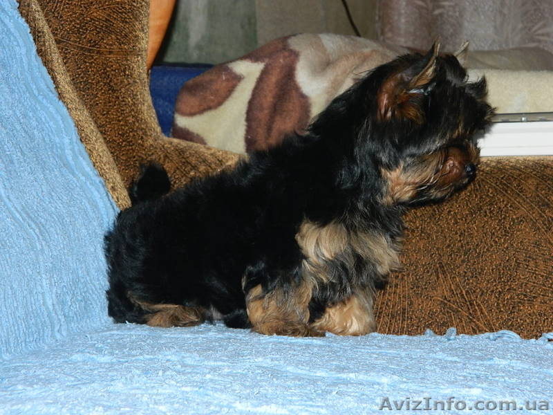 йоркширский терьер." - <ro>Изображение</ro><ru>Изображение</ru> #3, <ru>Объявление</ru> #453376