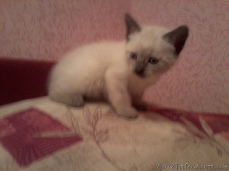 Продаю сиамских котят - <ro>Изображение</ro><ru>Изображение</ru> #1, <ru>Объявление</ru> #458798