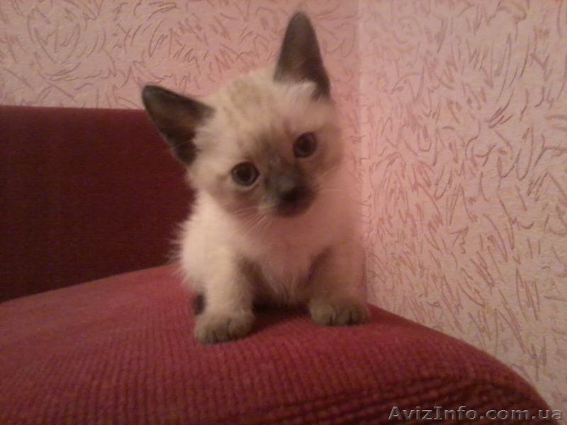 Продаю сиамских котят - <ro>Изображение</ro><ru>Изображение</ru> #4, <ru>Объявление</ru> #458798