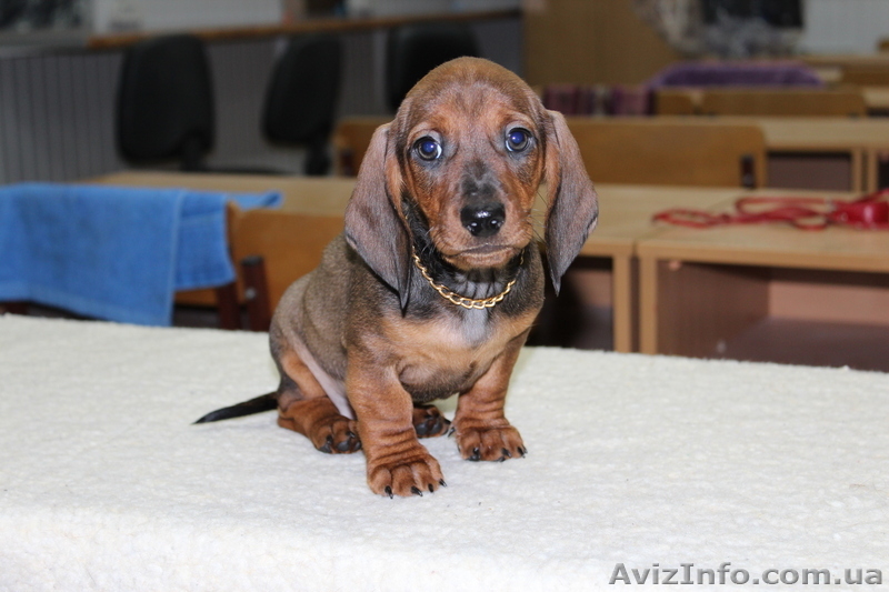 Фортуна Анози(г/ш таксы) - <ro>Изображение</ro><ru>Изображение</ru> #5, <ru>Объявление</ru> #483630