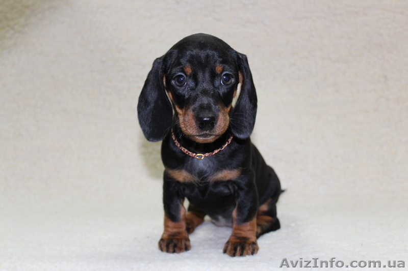 Фортуна Анози(г/ш таксы) - <ro>Изображение</ro><ru>Изображение</ru> #3, <ru>Объявление</ru> #483630