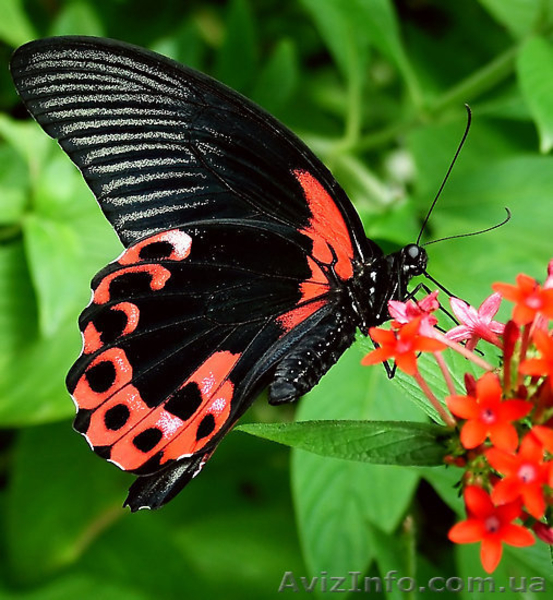 Салют из живых бабочек на свадьбу - <ro>Изображение</ro><ru>Изображение</ru> #4, <ru>Объявление</ru> #505293