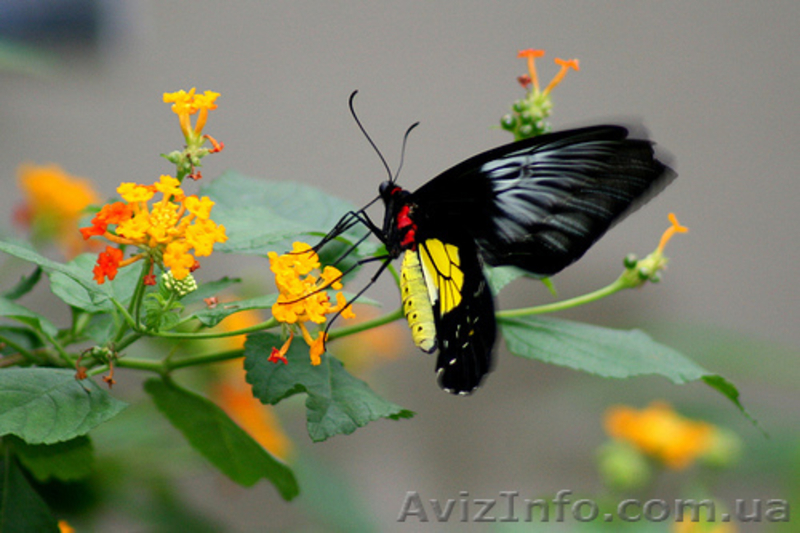 Салют из живых бабочек на свадьбу - <ro>Изображение</ro><ru>Изображение</ru> #3, <ru>Объявление</ru> #505293