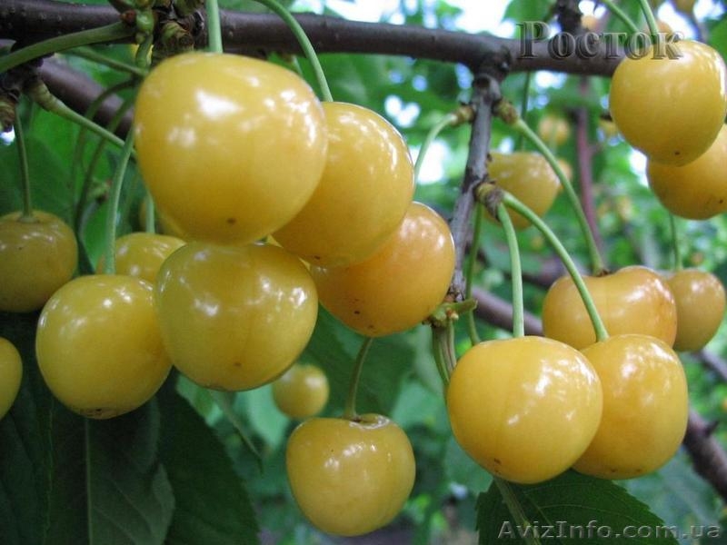 плодовые саженцы - <ro>Изображение</ro><ru>Изображение</ru> #8, <ru>Объявление</ru> #540701