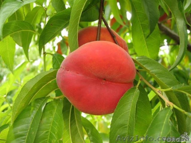 плодовые саженцы - <ro>Изображение</ro><ru>Изображение</ru> #4, <ru>Объявление</ru> #540701